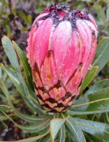 Protea neriifolia deeper pink